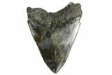 Serrated Fossil Megalodon Tooth - South Carolina #168127-1